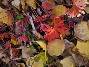 Pile of colorful fall leaves